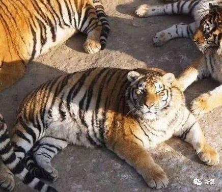 球商小老虎最新爆料,最新爆料背后的精彩故事 第2张 球商小老虎最新爆料,最新爆料背后的精彩故事 第2张